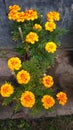Meri gold flowers
