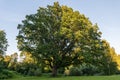 Meri oak in Latvia - the plumper oak top in the Baltic States