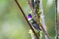 Merida-zonnekolibrie, Amethyst-throated Sunangel, Heliangelus am Royalty Free Stock Photo