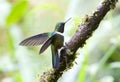 Merida-zonnekolibrie, Amethyst-throated Sunangel, Heliangelus am Royalty Free Stock Photo