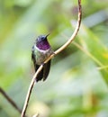 Merida-zonnekolibrie, Amethyst-throated Sunangel, Heliangelus am Royalty Free Stock Photo