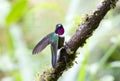 Merida-zonnekolibrie, Amethyst-throated Sunangel, Heliangelus am Royalty Free Stock Photo