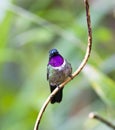 Merida-zonnekolibrie, Amethyst-throated Sunangel, Heliangelus am Royalty Free Stock Photo