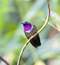 Merida-zonnekolibrie, Amethyst-throated Sunangel, Heliangelus am Royalty Free Stock Photo