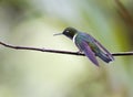 Merida-zonnekolibrie, Amethyst-throated Sunangel, Heliangelus am Royalty Free Stock Photo