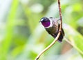 Merida-zonnekolibrie, Amethyst-throated Sunangel, Heliangelus am Royalty Free Stock Photo