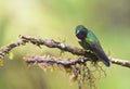 Merida-zonnekolibrie, Amethyst-throated Sunangel, Heliangelus am Royalty Free Stock Photo