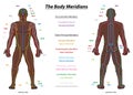 Meridian System Black Man Description Chart Male Body Royalty Free Stock Photo