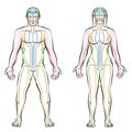 Meridian System Male Female Body Colored Meridians Royalty Free Stock Photo