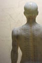 Male acupuncture model