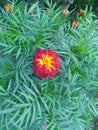 Merigold flower plant India beautiful color Royalty Free Stock Photo