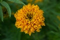 merigold flower or tagetes merigolds or ganda. Royalty Free Stock Photo