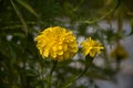 merigold flower or tagetes merigolds or ganda. Royalty Free Stock Photo