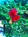 Hibiscus,Gudhal,Blur, green  leaf flower garden plant yellow garden outdoor nature red Royalty Free Stock Photo