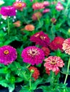 CHRYSANTHEMUM,Guldaudi,green red pink leaf flower garden plant yellow garden outdoor nature Royalty Free Stock Photo