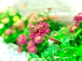 CHRYSANTHEMUM,DAHALIA,Blur,Merigold, green,outdoor,Orange,colorful   leaf flower garden plant yellow garden outdoor nature Royalty Free Stock Photo