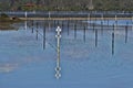 Merimbula Oyster farm leases seen from the boardwalk