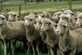 Merino ewes in yards