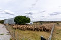 Merino ewes in yards