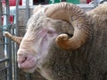 Merino ram head with horns close up