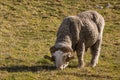 Merino ram with horns grazing on meadow