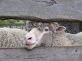 Merino sheep