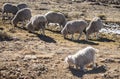 Merino sheep and Angora goats herd feed in the Drakensberg, Lesotho.