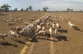 Merino sheep being hand fed. Royalty Free Stock Photo