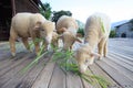 merino sheep eating green grass leaves on wood floor of beautiful ranch farm in rural agriculture Royalty Free Stock Photo