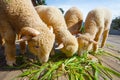 Merino sheep eating ruzi grass leaves on wood ground of rural ra Royalty Free Stock Photo