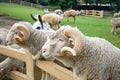 Merino sheep