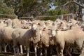 Merino sheep on a farm in Australia Royalty Free Stock Photo