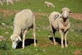 Merino sheep