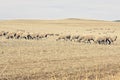 Merino sheep grazing