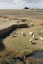 Merino sheep grazing