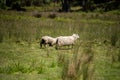 Merino sheep, grazing and eating grass in New zealand and Australia Royalty Free Stock Photo
