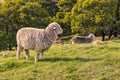 Merino sheep grazing on grass under trees