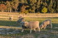 Merino sheep grazing in paddock Royalty Free Stock Photo