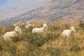 New Zealand sheep grazing on the mountains Royalty Free Stock Photo