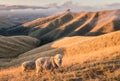 Merino sheep grazing on Wither Hills in New Zealand at sunset