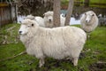 Merino sheep in new zealand domestic farm Royalty Free Stock Photo