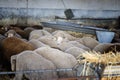 Merino sheep (ovis aries) eating and inside the stable and a sheep staring or watching Royalty Free Stock Photo