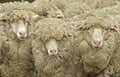 Merino sheep pre shearing on an Australian sheep station