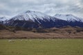 Merino sheep in rural farm new zealand Royalty Free Stock Photo