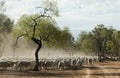 Merino Sheep