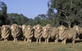 Merino sheep Royalty Free Stock Photo