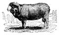 Merino sheep, vintage engraving