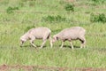 Merino sheep walking