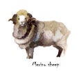 Merino sheep watercolor on the white background. hand drawn cute illustration. Creative farm animals. Background for Muslim Commun