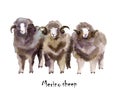 Merino sheep watercolor on the white background. hand drawn cute illustration. Creative farm animals. Background for Muslim Commun